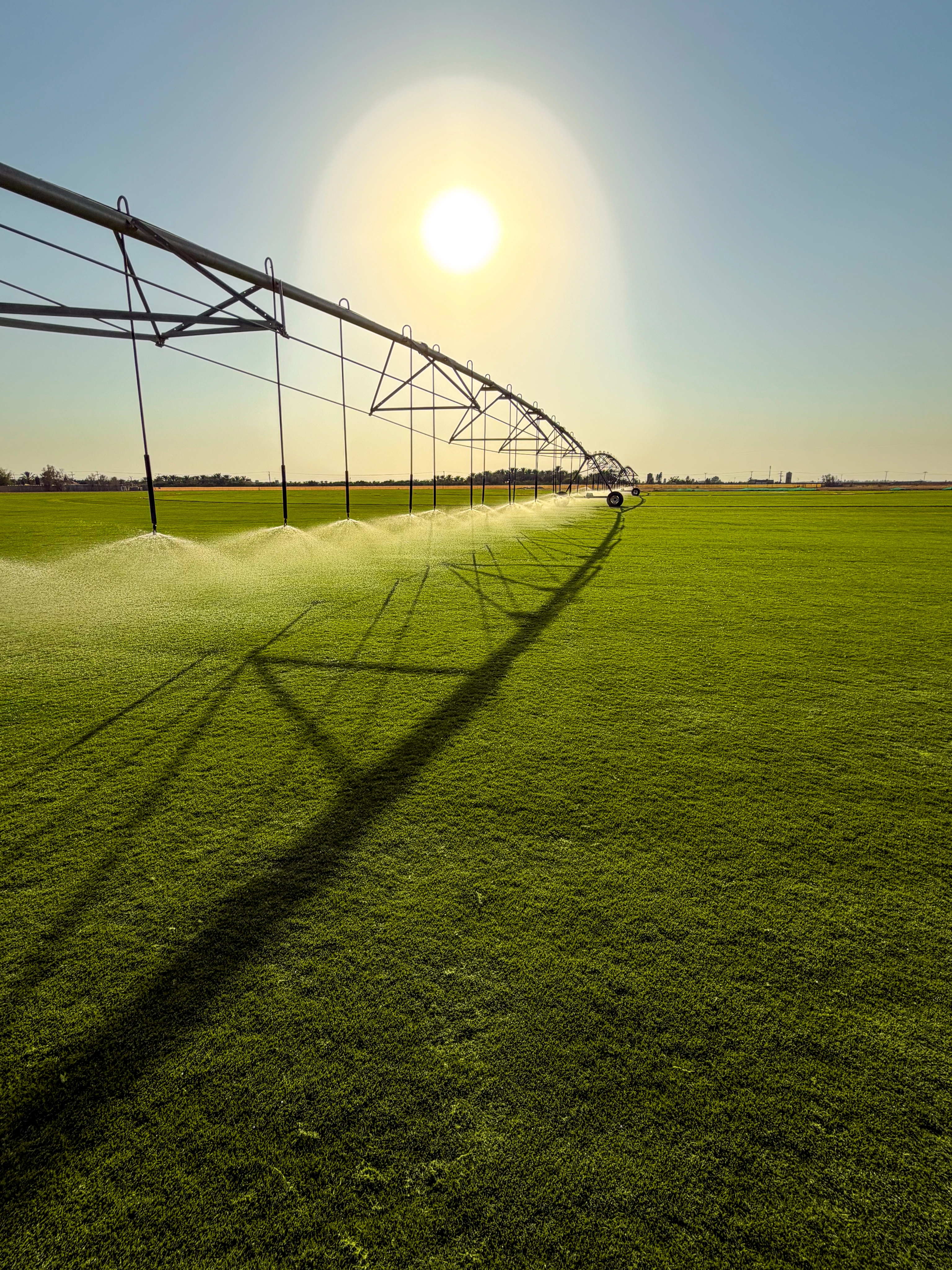 Tahoma 31 Bermudagrass farm under pivot irrigation