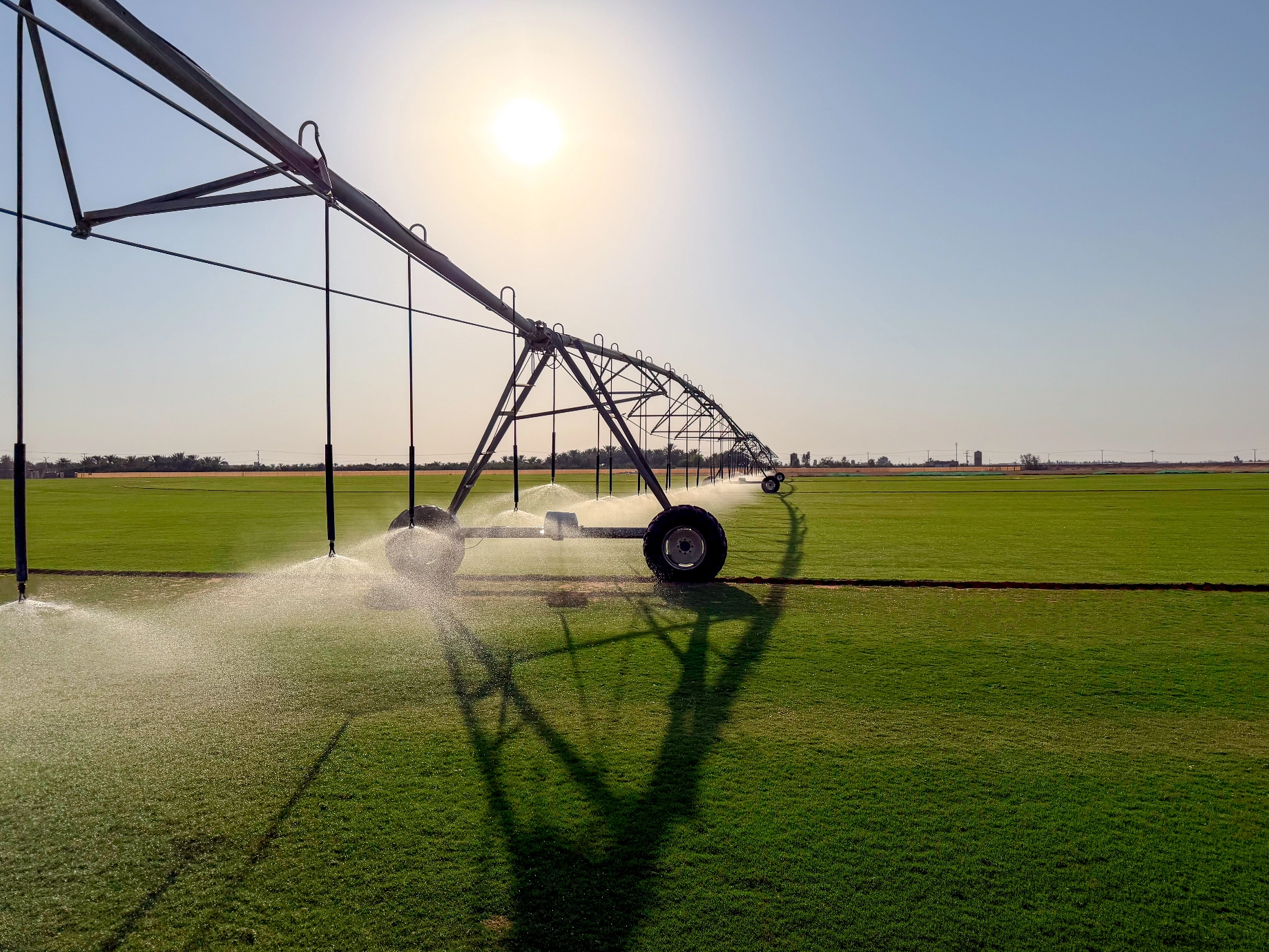Tahoma 31 Bermudagrass farm under pivot irrigation